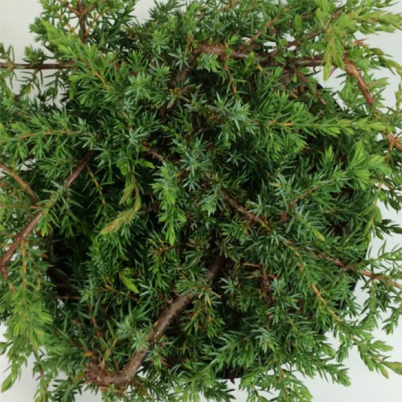 Juniperus communis var. hemisphera Hornibrookii (Foliage)