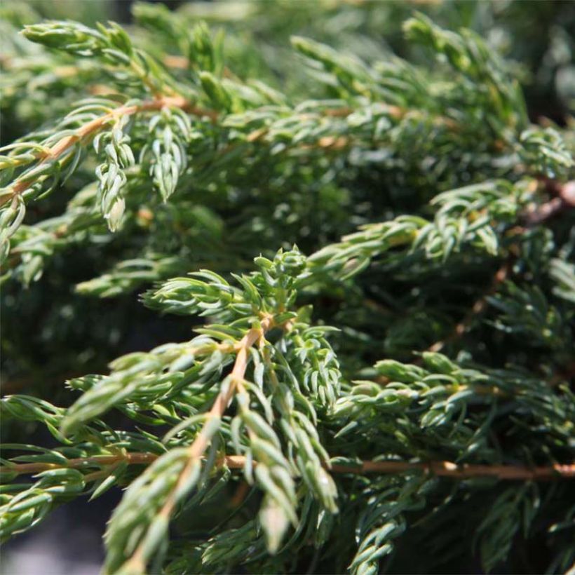 Juniperus communis Repanda (Foliage)