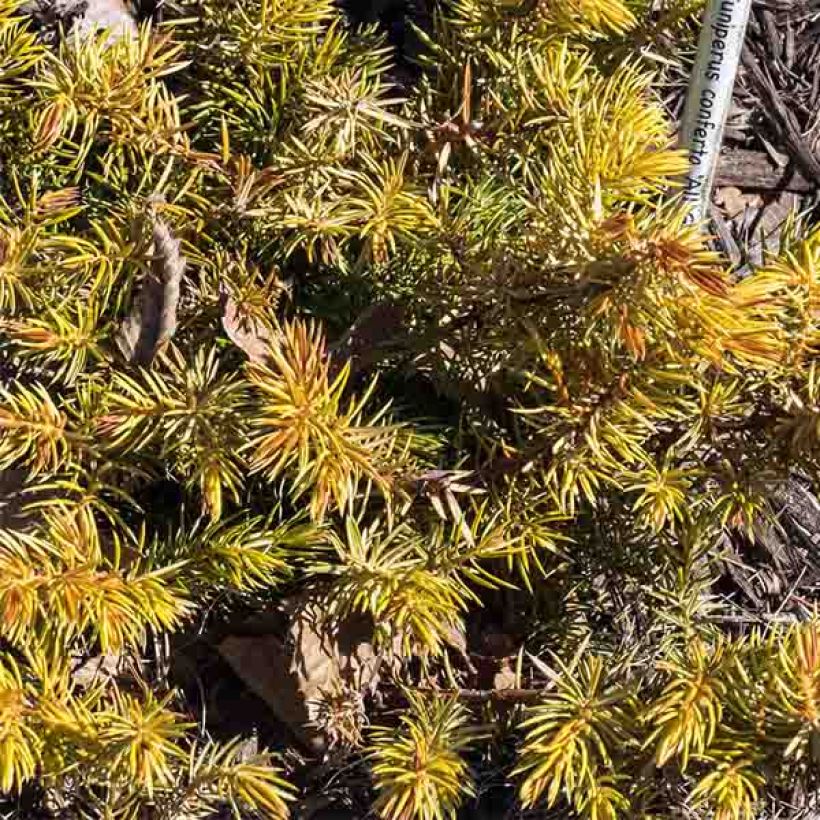 Shore Juniper - Juniperus conferta All Gold (Foliage)