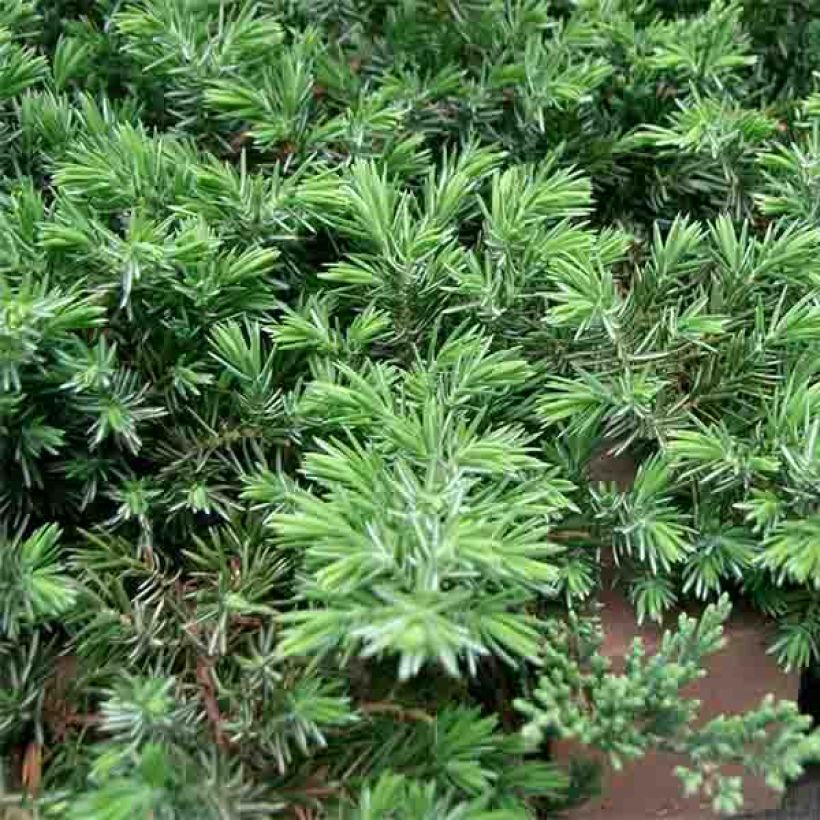 Juniperus rigida subsp. conferta Blue Pacific (Foliage)