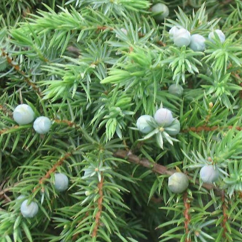 Juniperus conferta Schlager (Foliage)