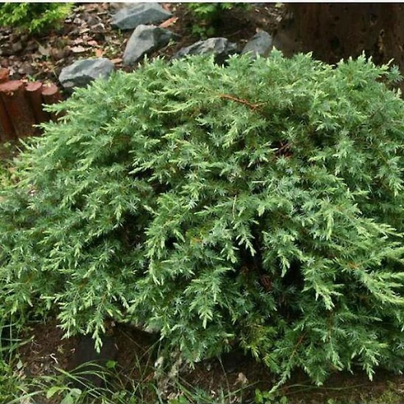 Juniperus conferta Schlager (Plant habit)