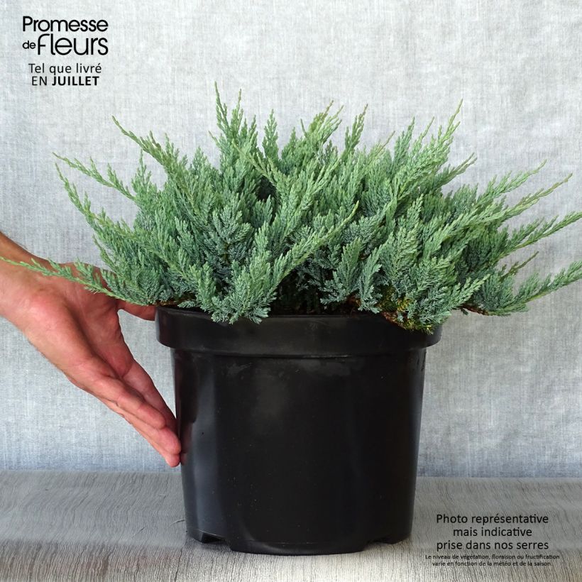 Juniperus horizontalis Blue Chip 7.5L/10L pot sample as delivered in summer