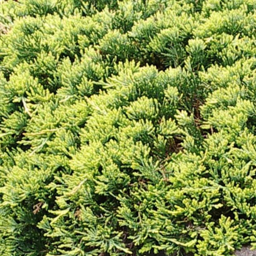 Juniperus horizontalis Golden Carpet (Foliage)
