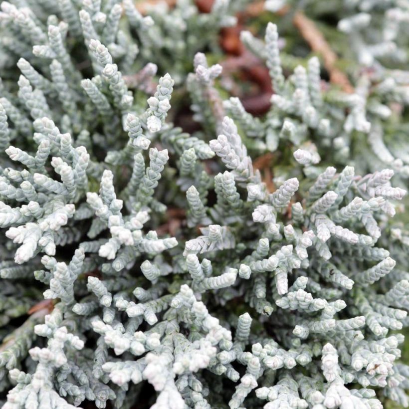 Juniperus horizontalis Icee Blue (Foliage)