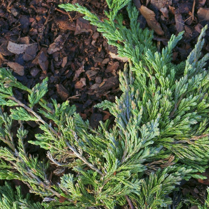 Juniperus horizontalis Jade River (Foliage)