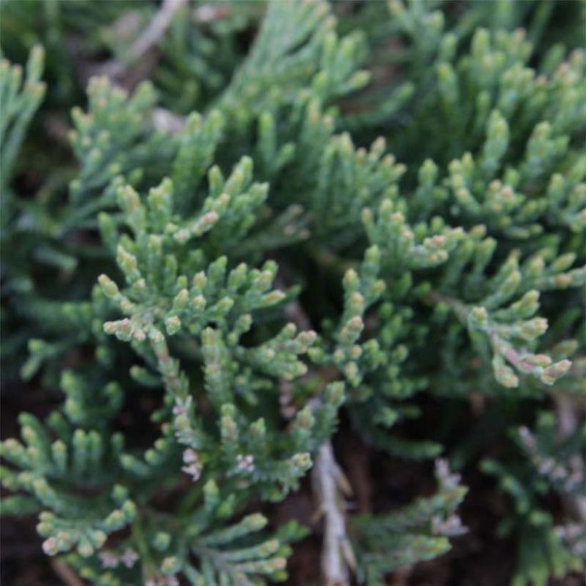 Juniperus horizontalis Prostrata (Foliage)