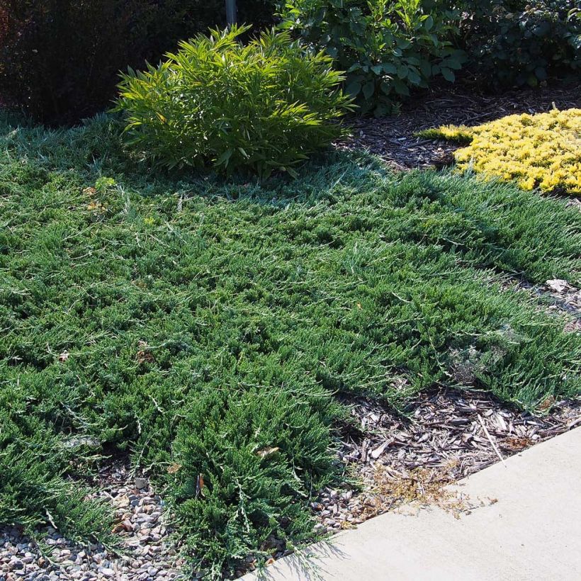 Juniperus horizontalis Wiltonii (Plant habit)