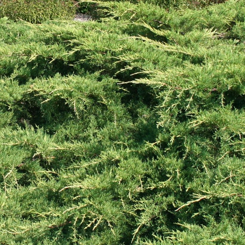 Juniperus pfitzeriana (Foliage)