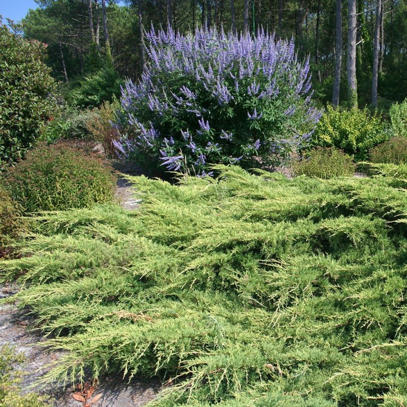 Juniperus pfitzeriana (Plant habit)