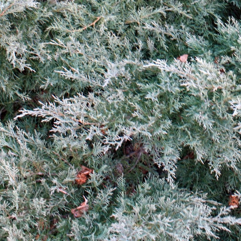 Juniperus Pfitzeriana Glauca (Foliage)