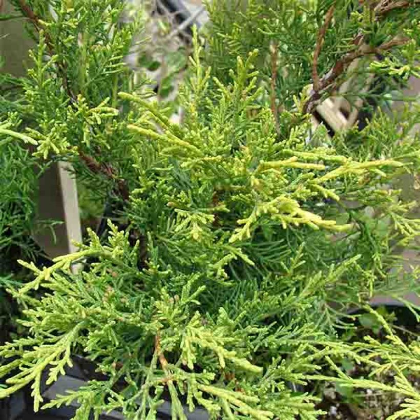 Juniperus x pfitzeriana Old Gold (Foliage)