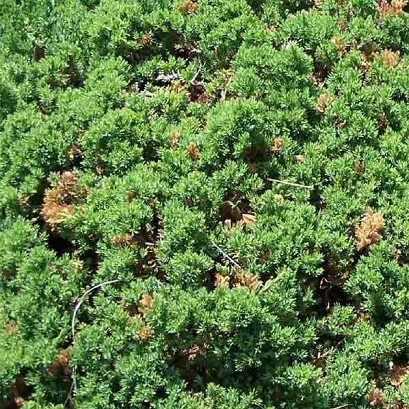 Juniperus procumbens Nana (Foliage)