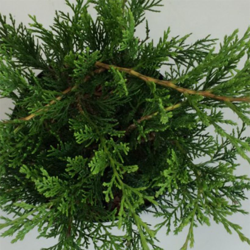 Juniperus sabina Rockery Gem (Foliage)