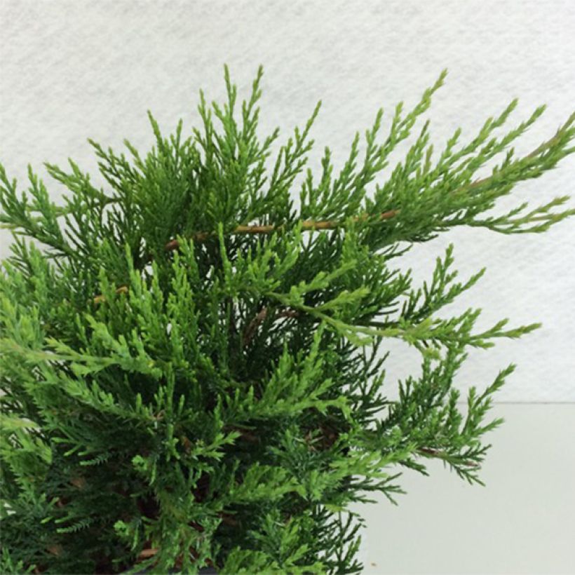 Juniperus sabina Rockery Gem (Plant habit)