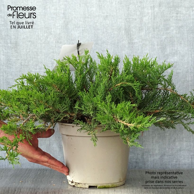 Juniperus sabina Rockery Gem 4L/5L pot sample as delivered in summer