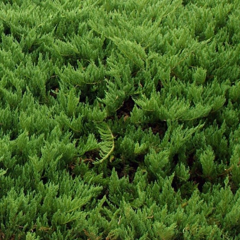 Juniperus sabina Tamariscifolia (Foliage)