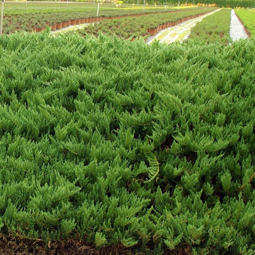 Juniperus sabina Tamariscifolia (Plant habit)