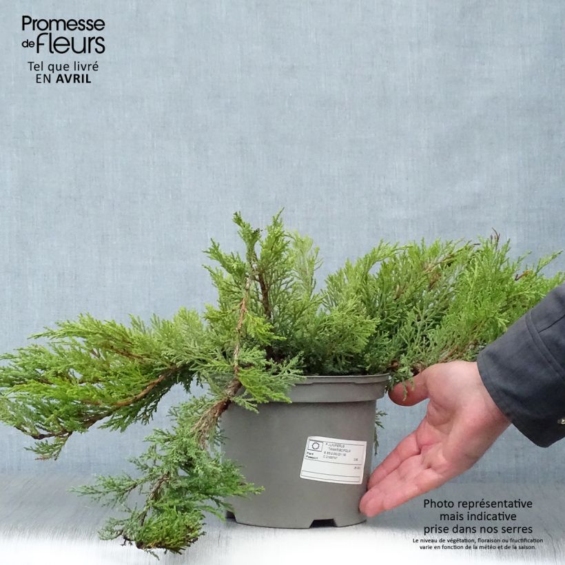 Juniperus sabina Tamariscifolia sample as delivered in spring