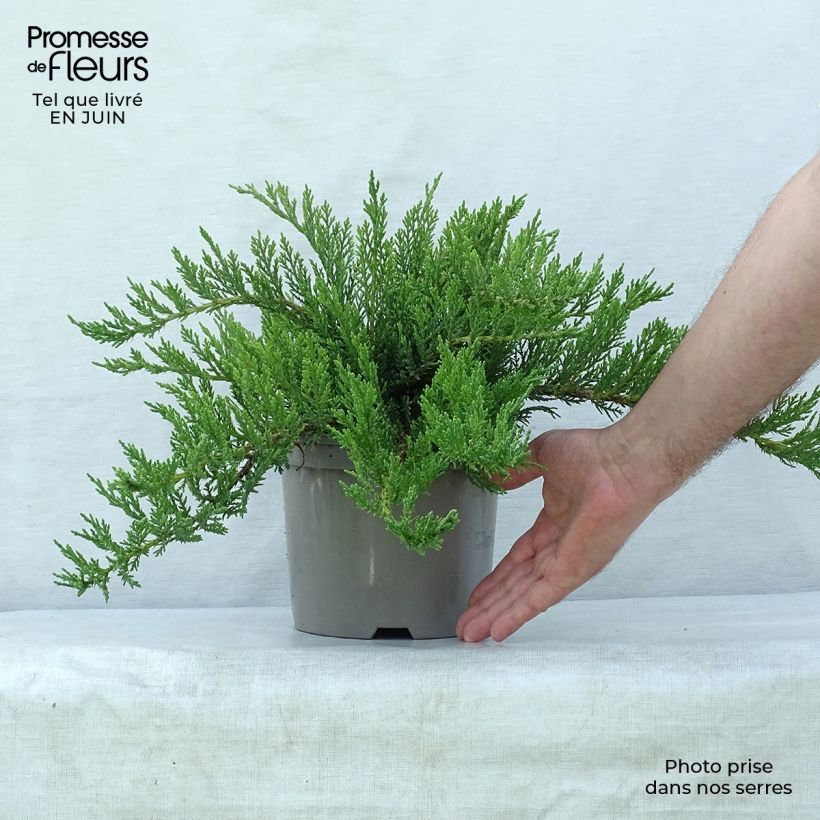 Juniperus sabina Tamariscifolia 2L/3L pot sample as delivered in summer