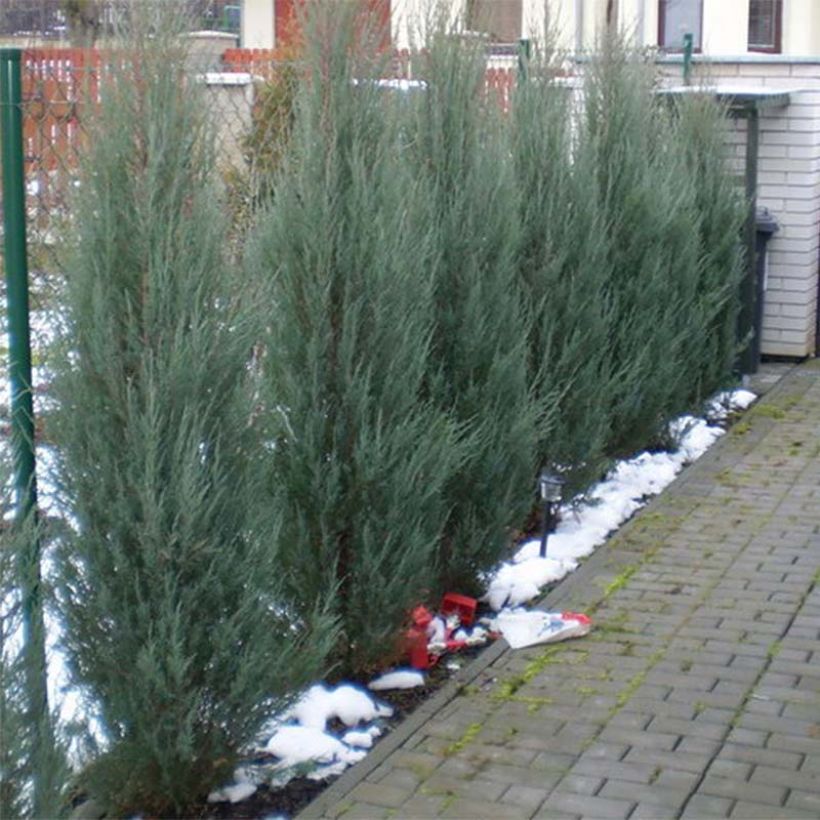 Juniperus scopulorum Skyrocket (Plant habit)