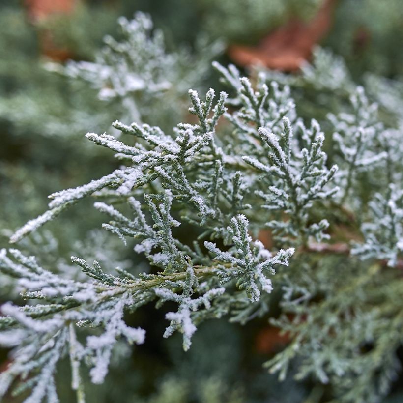 Juniperus scopulorum Moonglow (Foliage)