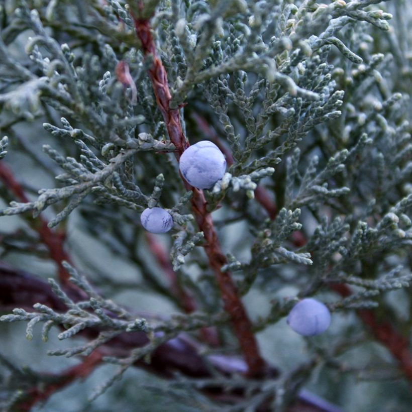 Juniperus scopulorum Moonglow (Harvest)