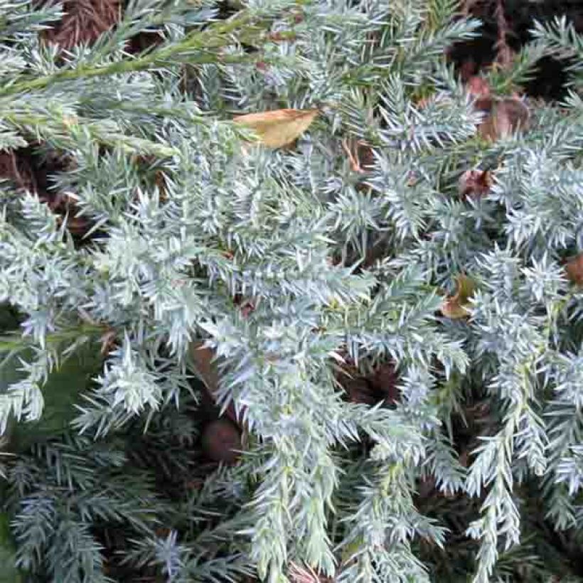 Juniperus squamata Blue Carpet (Foliage)