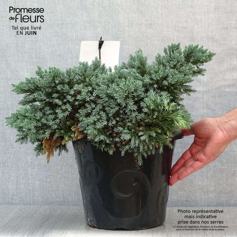 Juniperus squamata Blue Star - Scale juniper 7.5L/10L pot sample as delivered in summer