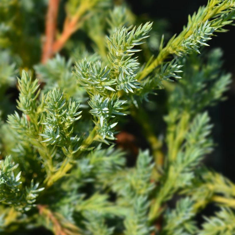 Juniperus squamata Blue Swede (Foliage)