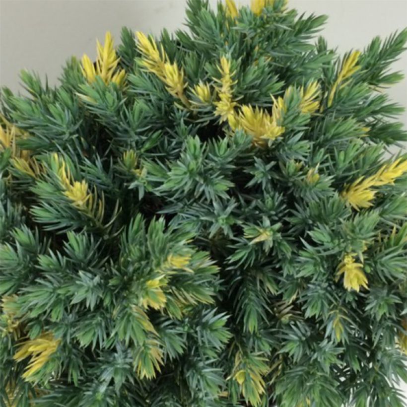 Juniperus squamata Floreant (Foliage)