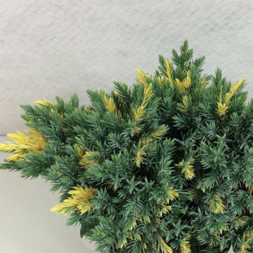 Juniperus squamata Floreant (Plant habit)