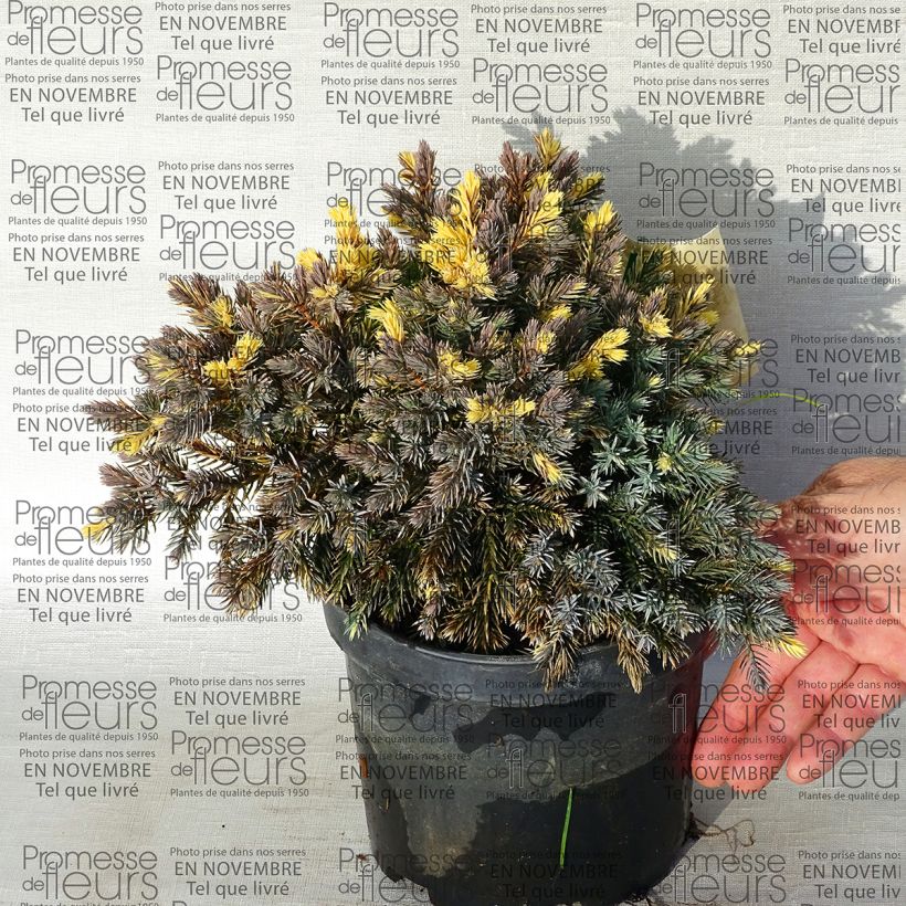Example of Juniperus squamata Floreant 2L/3L pot specimen as delivered