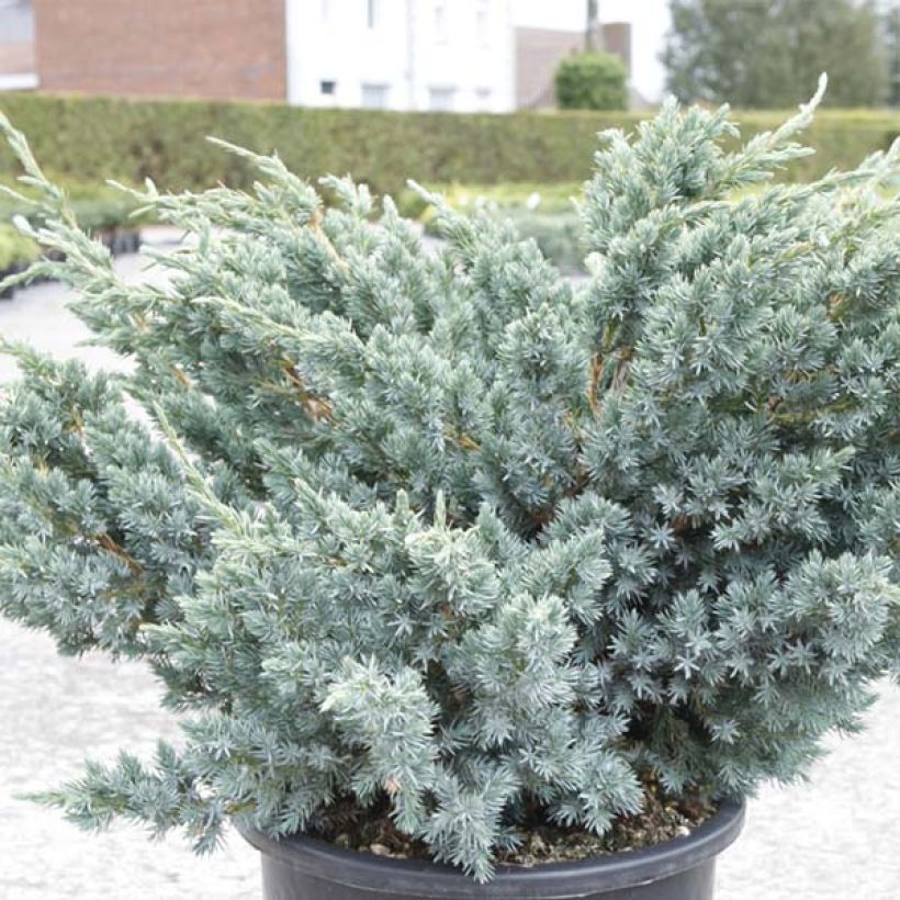 Juniperus squamata Meyeri (Foliage)