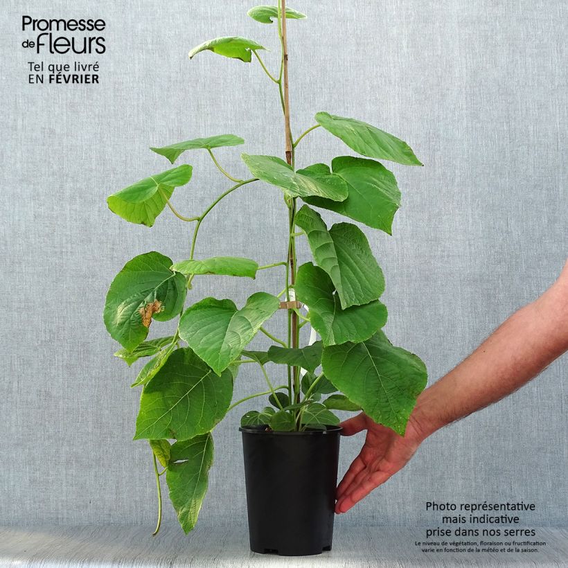 Yellow Kiwi Plant Kiwi Wonder (female) - Actinidia deliciosa 3L/4L pot sample as delivered in autumn