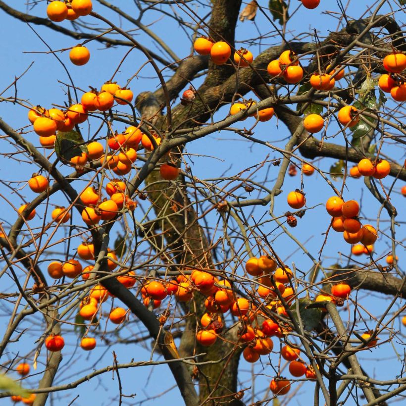 Diospyros kaki Costata - Persimmon (Plant habit)