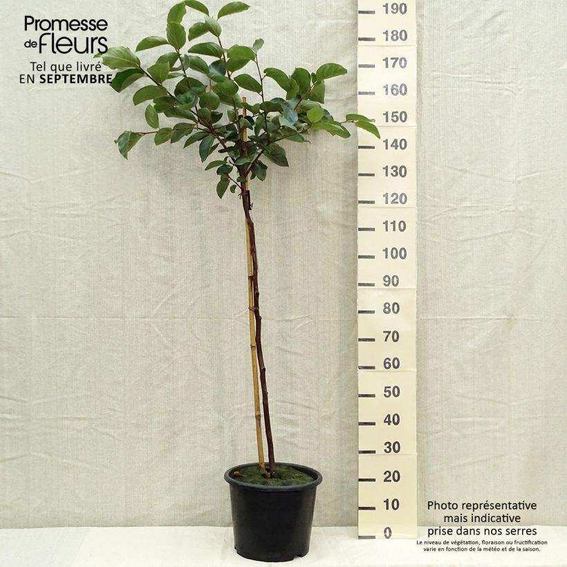 Diospyros kaki Muscat - Persimmon 7.5L/10L pot, Goblet sample as delivered in autumn