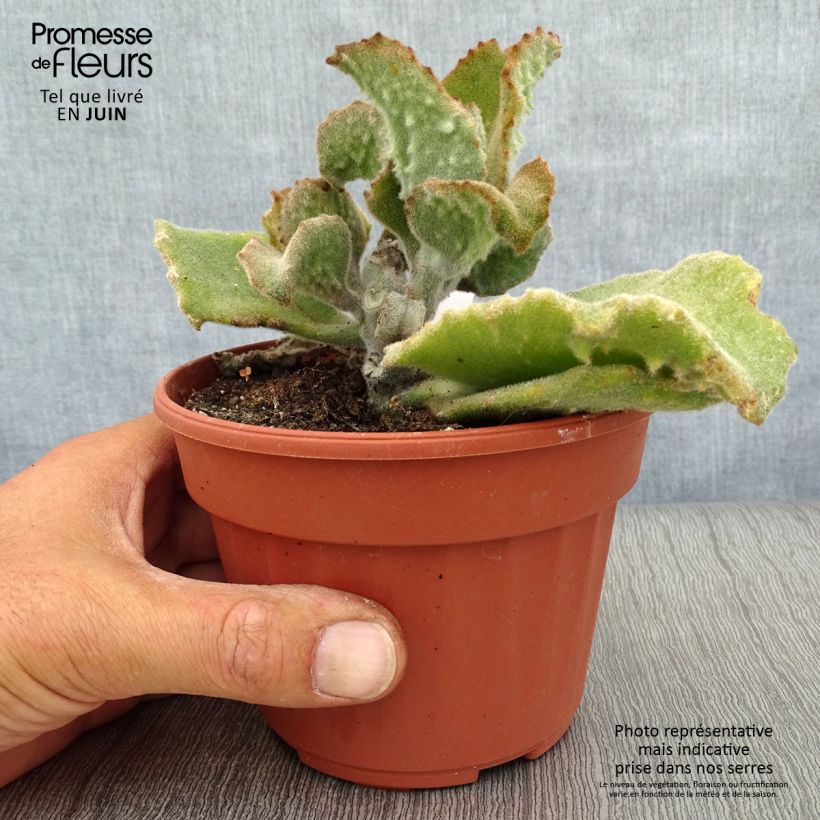 Kalanchoe beharensis subnuda 12cm pot sample as delivered in summer