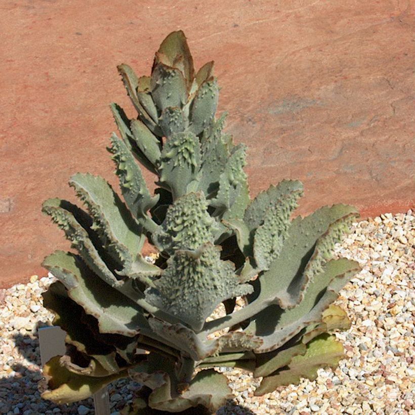 Kalanchoe beharensis Fang - Felt plant (Plant habit)