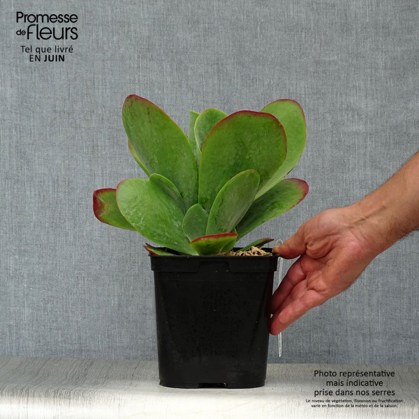 Kalanchoe thyrsiflora Bronze Sculpture - Kalanchoé à fleurs en thyrse Pot de 2L/3L sample as delivered in summer