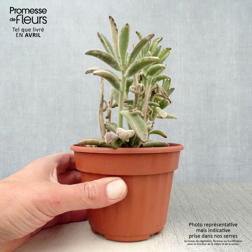 Kalanchoe tomentosa Pot de 13 cm sample as delivered in spring