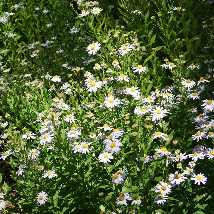 Kalimeris incisa Blue Star (Plant habit)