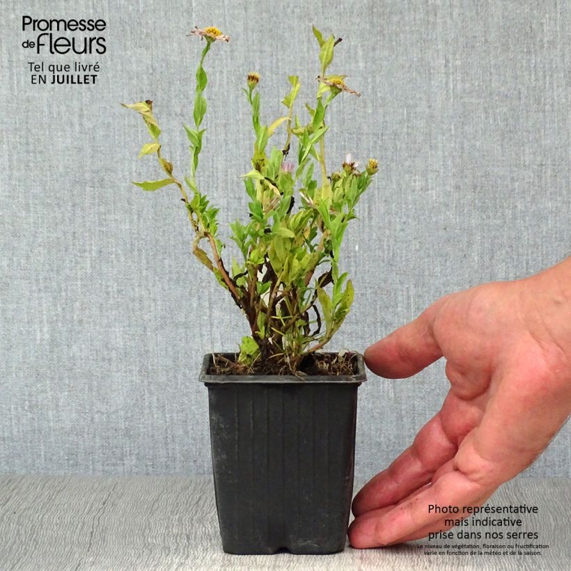 Kalimeris incisa Blue Star 8/9 cm pot sample as delivered in summer