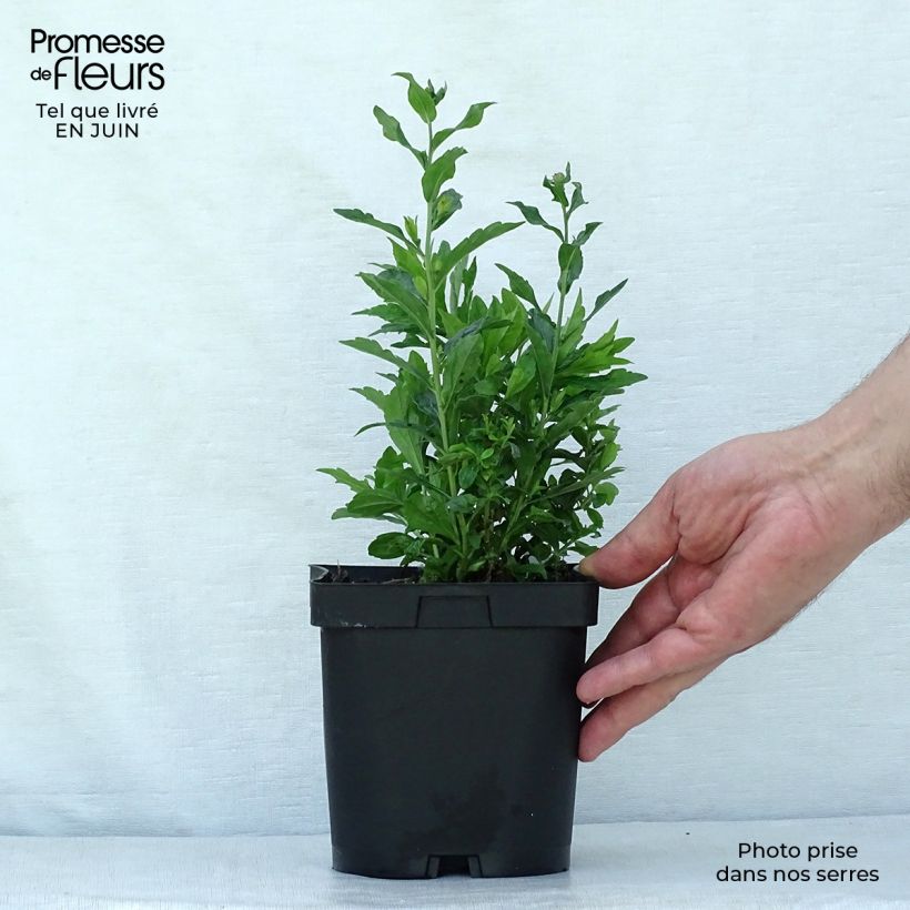 Kalimeris incisa Blue Star 2L/3L pot sample as delivered in summer