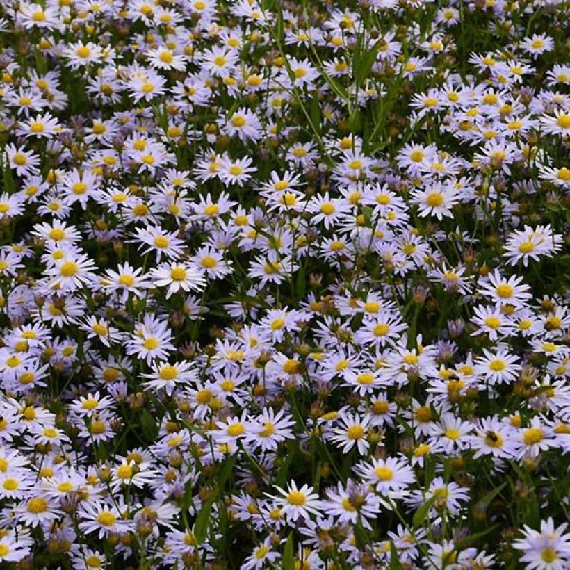 Kalimeris incisa Charlotte (Flowering)