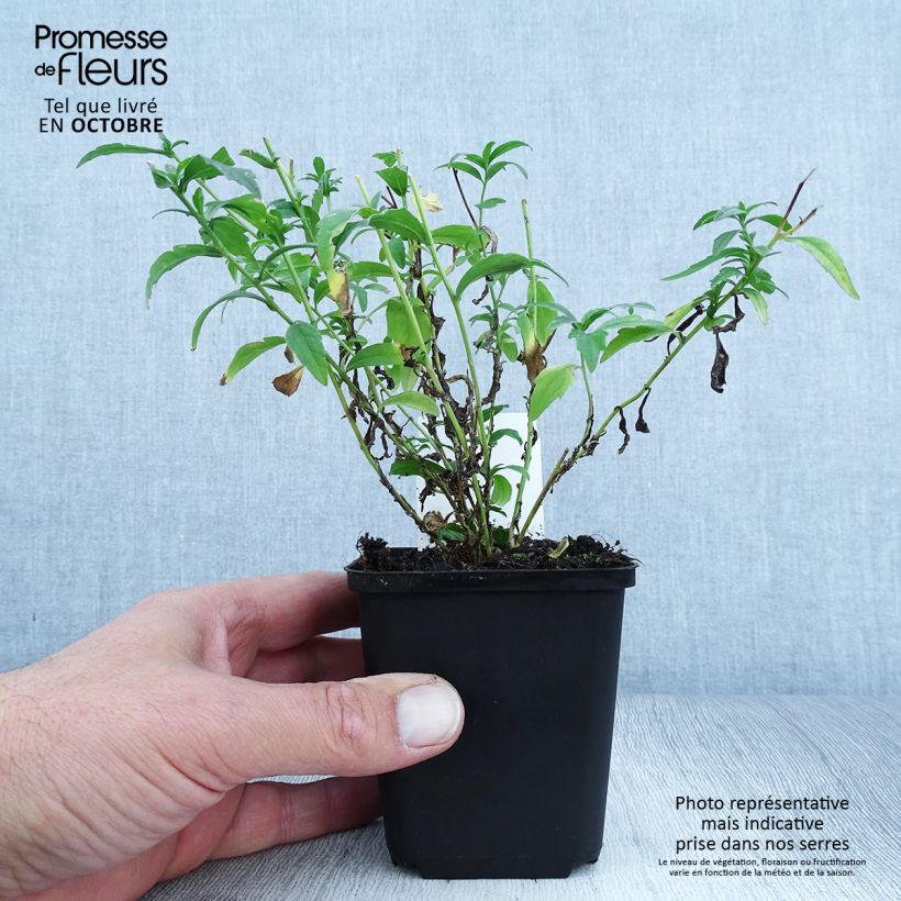 Kalimeris incisa Charlotte 8/9 cm pot sample as delivered in autumn