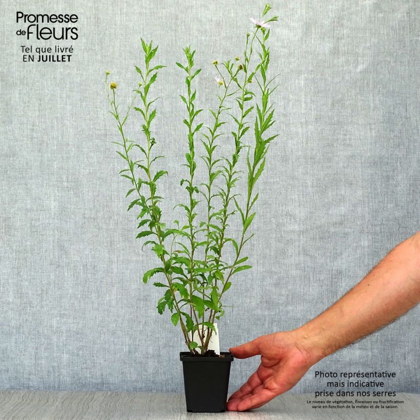 Kalimeris incisa 8/9 cm pot sample as delivered in summer