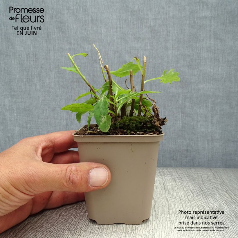 Kalimeris incisa Madiva 8/9 cm pot sample as delivered in summer