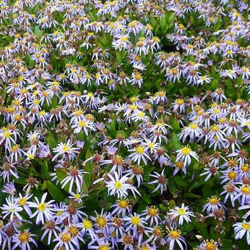 Kalimeris incisa Nana Blue (Flowering)