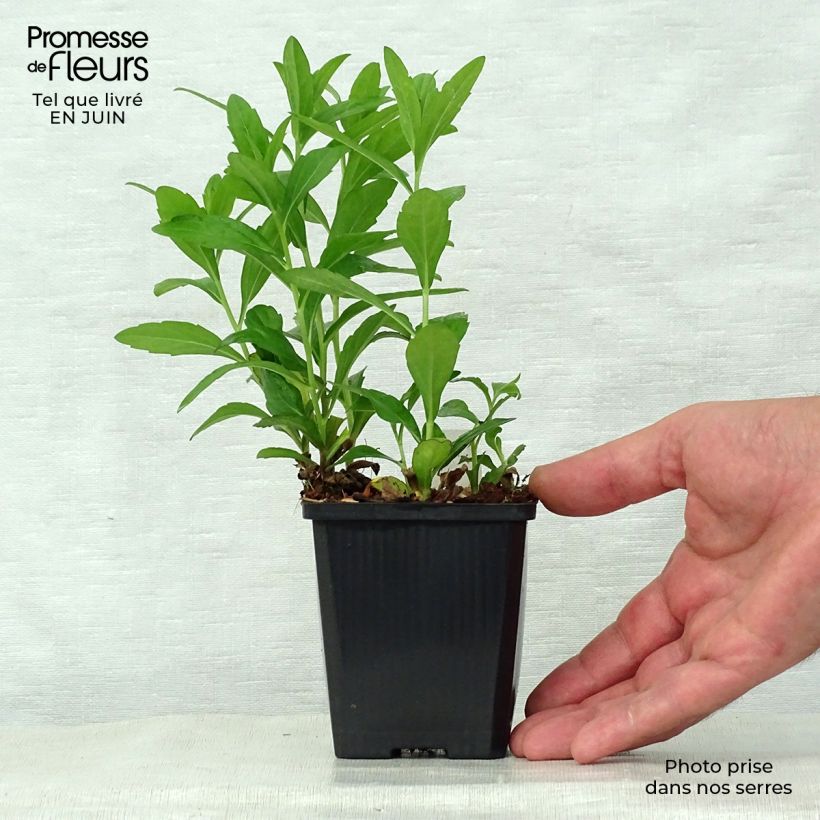 Kalimeris incisa Nana Blue 8/9 cm pot sample as delivered in summer